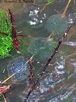 Northwestern Salamander Eggs