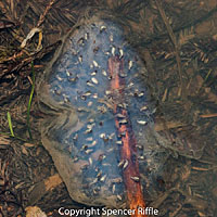 Northwestern Salamander Eggs