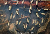 Northwestern Salamander Eggs