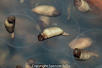 Northwestern Salamander Eggs