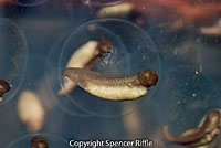 Northwestern Salamander Eggs