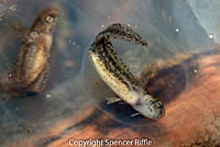 Northwestern Salamander Eggs