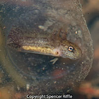 Northwestern Salamander Eggs