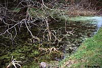 Northwestern Salamander Eggs