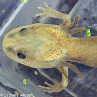 Northwestern Salamander