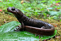 Oregon Ensatina