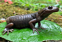 Oregon Ensatina