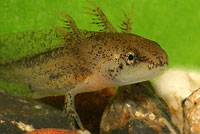 Northwestern Salamander