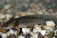 Northwestern Salamander