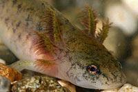 Northwestern Salamander Larvae