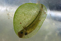 Northwestern Salamander Eggs