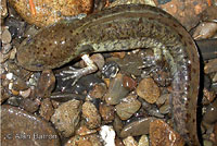 Northwestern Salamander Larvae