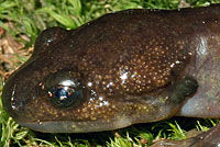 Northwestern Salamander