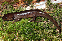 Northwestern Salamander