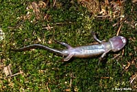 Northwestern Salamander