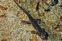 Northwestern Salamander