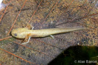 Northwestern Salamander Larvae