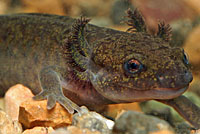 Northwestern Salamander Larvae