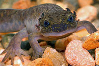 Northwestern Salamander Larvae