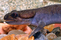 Northwestern Salamander