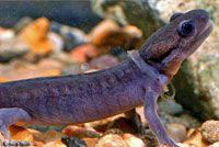 Northwestern Salamander Larvae