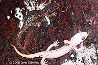 Arboreal Salamander