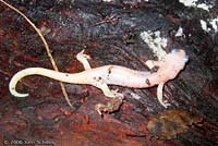 Arboreal Salamander