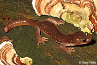 Arboreal Salamander