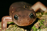 Arboreal Salamander