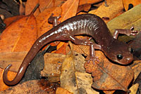 Arboreal Salamander