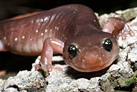 Arboreal Salamander