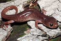 Arboreal Salamander