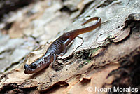 Arboreal Salamander foot