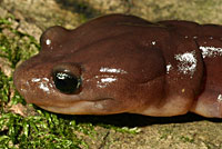 Arboreal Salamander foot