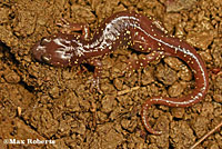 Arboreal Salamander foot