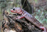 Arboreal Salamander foot