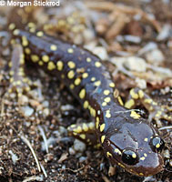 Arboreal Salamander