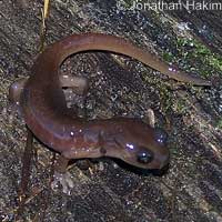 Arboreal Salamander