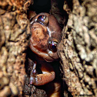 Arboreal Salamander