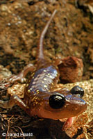 Arboreal Salamander