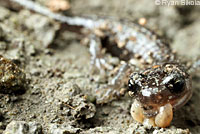 Arboreal Salamanders