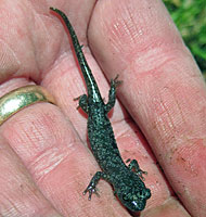 Arboreal Salamander foot