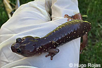 Arboreal Salamander foot