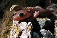 Arboreal Salamander