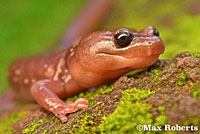 Arboreal Salamander foot