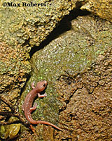 Arboreal Salamander foot