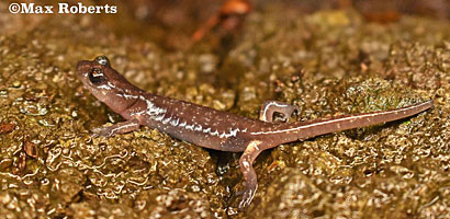 Arboreal Salamander foot