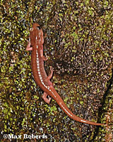 Arboreal Salamander foot