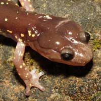 Arboreal Salamander