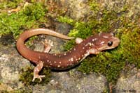 Arboreal Salamander